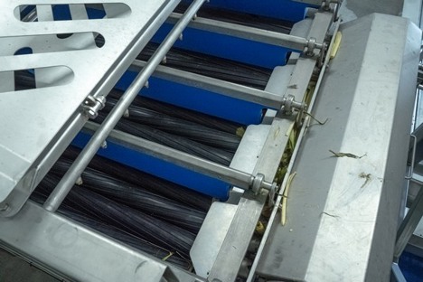Internacional: Llegan al mercado nuevas herramientas para procesar maíz de siembra
