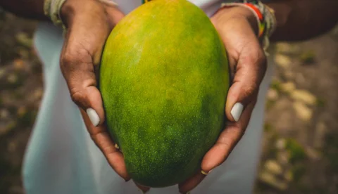 Internacional: El pueblo indígena kankuamo llevará mango tipo Tommy hacia Macfrut 2023 en Italia