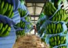 ECUADOR: Fuerte repunte bananero en inicio de 2026