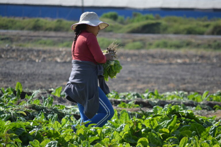 “La agricultura de interior, en camino de ser rentable en 2024”