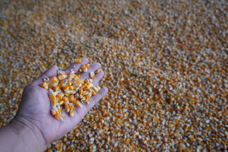 ECUADOR: Definidas las piladoras que recibirán maíz y arroz directamente del productor