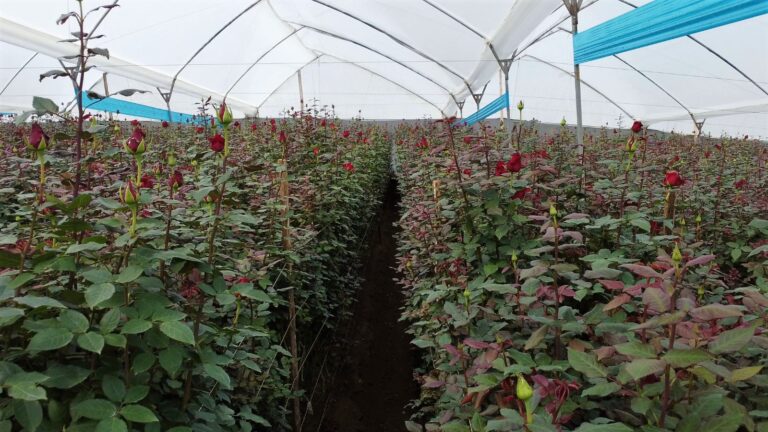 El Plan Asesores Ornamentales contribuye  al prosperidad  de la industria florícola en Ecuador