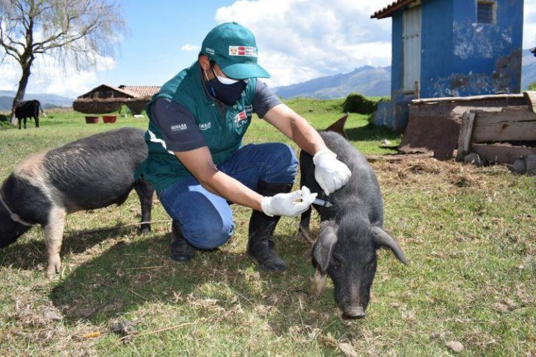 Internacional Perú: Aprueban “Condiciones sanitarias para la determinación del estatus de compartimento libre de la peste porcina clásica”