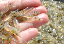 Estudio: Los camarones podrían contener menos colesterol que un huevo