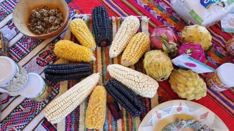 Internacional Perú: En 30% se incrementa rentabilidad económica de productores de maíz a nivel nacional