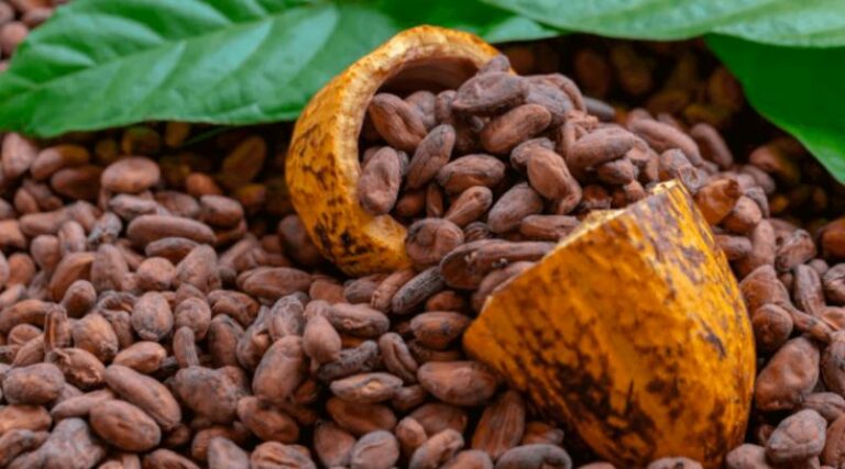 Internacional: Exportación peruana de cacao en grano crece 20% en volumen en la campaña 2022/2023