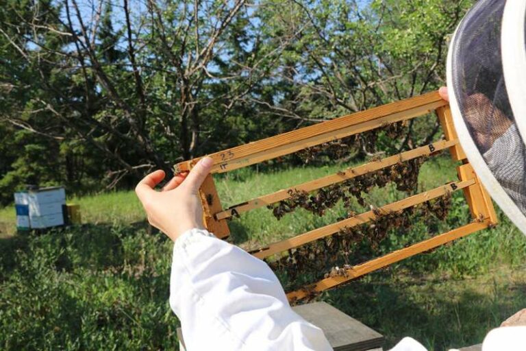 Cómo la salud de sus plantas puede afectar la polinización de las abejas