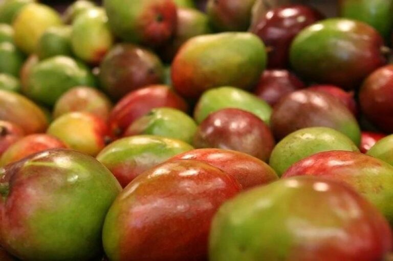 Internacional: Mangos frescos son el principal producto de exportación vía aérea por parte de Perú en el primer trimestre de 2023