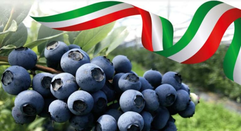 Internacional: México pronto puede liderar la industria mundial del arándano