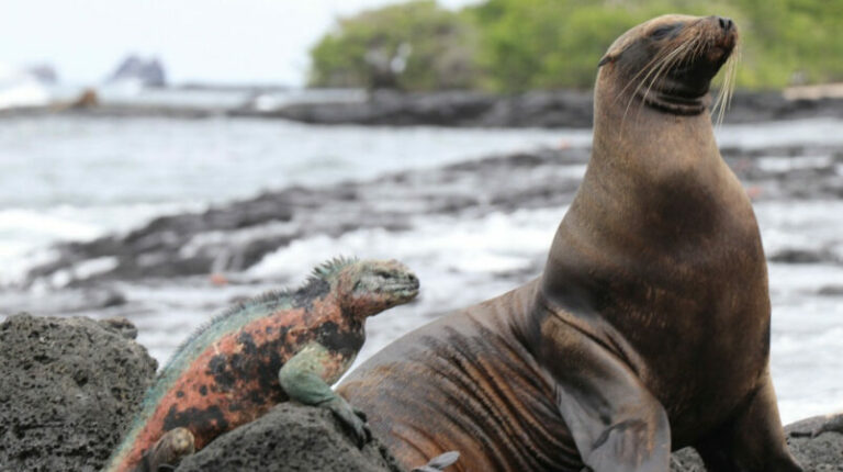 Islas Galápagos propuestas como sede permanente del Corredor Marino del Pacífico Este Tropical