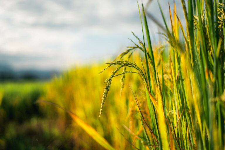 Internacional: Una investigación revela que cultivar alimentos ancestrales es crucial para garantizar la soberanía alimentaria en Tumaco