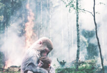 Internacional-Reforestación para todas las naciones: la nueva ley de la UE podría carecer de alcance para incentivar la agricultura regenerativa