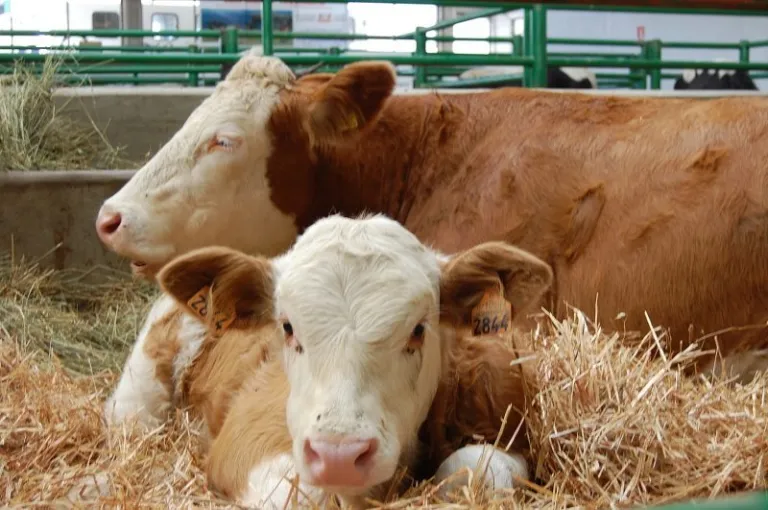 Internacional-Las dudas tras la tuberculosis bovina: Alimentos seguros y una prueba eficaz pero mejorable