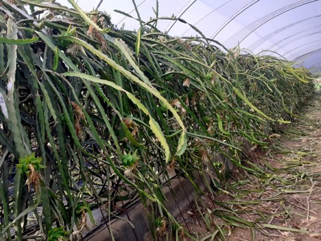 Internacional: “A partir de septiembre la pitahaya española se queda prácticamente sola en el mercado europeo”