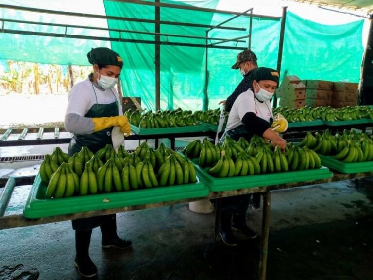 Internacional: Poca preparación de personal en plantas de procesamiento de banano puede ocasionar hasta 50% de merma