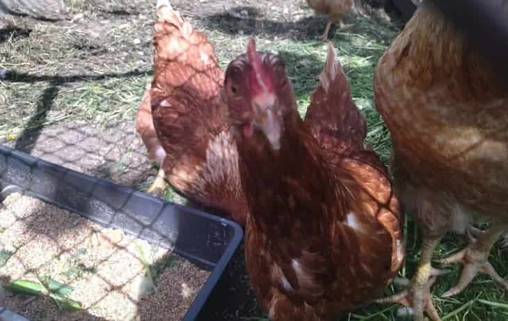 La próxima obligación para los pollos de engorde de crecimiento lento no agrada a los avicultores europeos