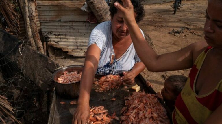 Internacional: Economía de Venezuela: cómo la industria camaronera está transformando el Lago de Maracaibo, el mayor símbolo de la bonanza petrolera del país