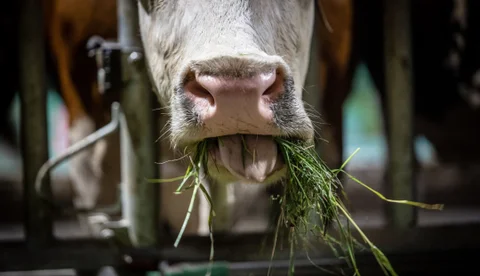 Algunos impactos negativos que genera en el ganado comer malezas de las pasturas