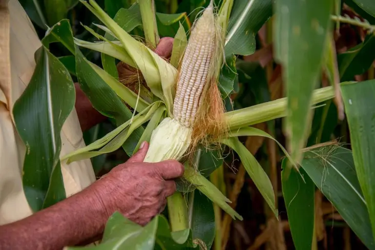 Internacional: La crisis hídrica y alimentaria, a debate entre los ministros de Agricultura de América