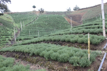 Internacional: En cumplimiento a lo ordenado por la Corte Constitucional, el ICA suspendió la importación, comercialización y uso de productos químicos que contengan el componente Clorpirifos