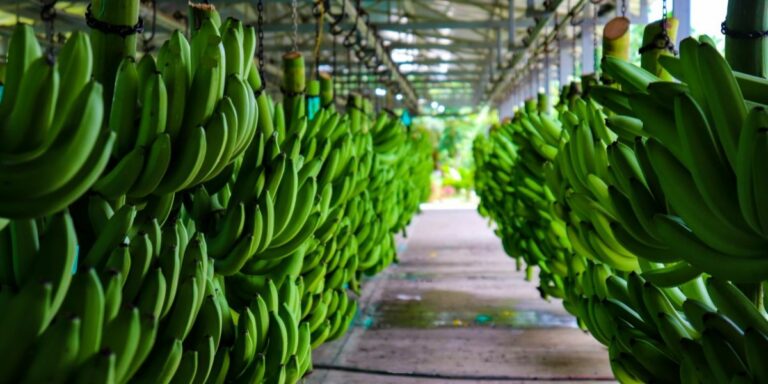 ACORBAT 2026 pondrá foco en Fusarium R4T