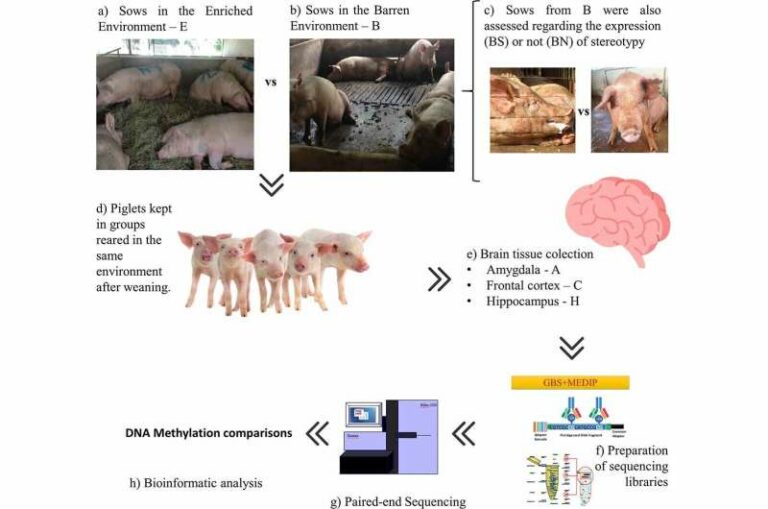 Hábitat estéril para cerdas deja huella en el cerebro de los lechones