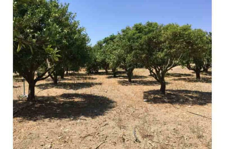 Un estudio muestra que los murciélagos luchan durante la transición a la agricultura orgánica