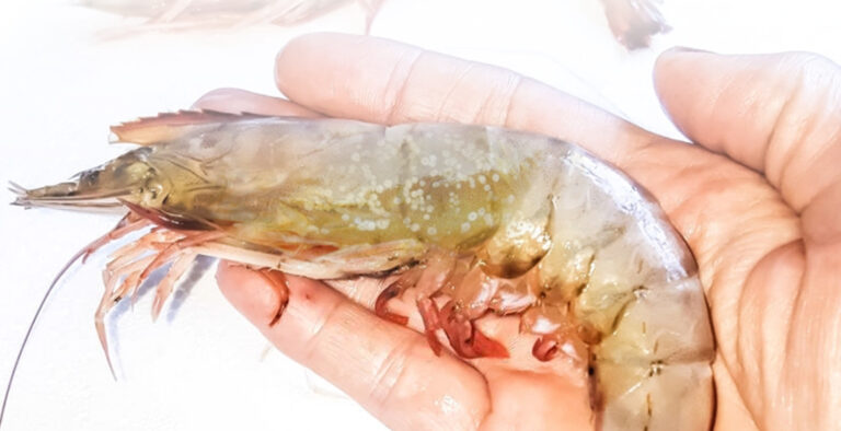 Nueva prueba para virus de mancha blanca en camarón supera todos los estándares