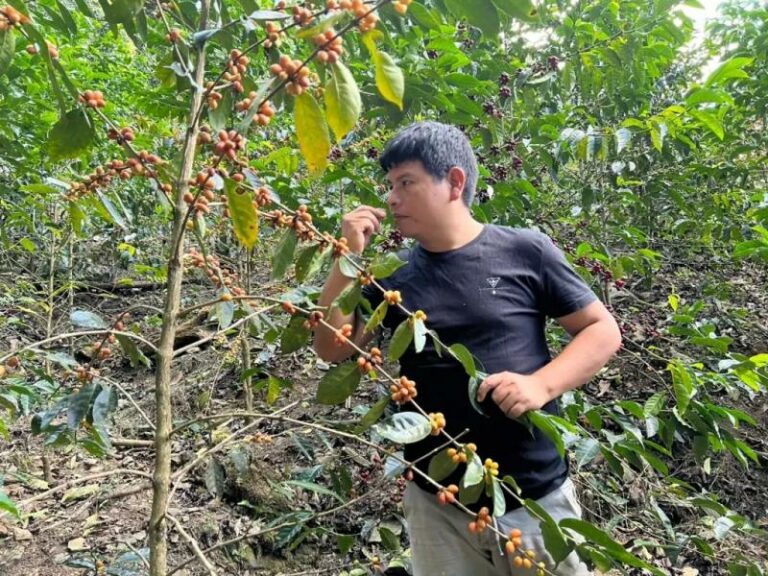 Internacional: Caficultor Edwin Quea, gana tres medallas de oro y una de plata en Francia por sus cafés especiales