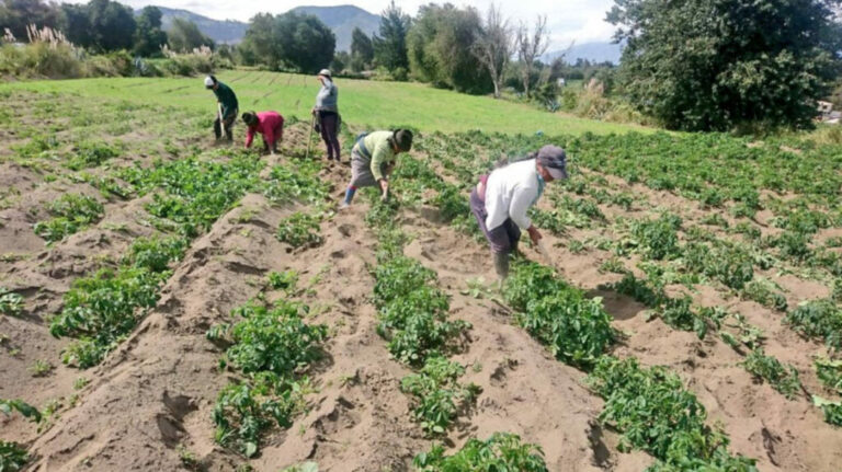 ECUADOR: Proponen que nueva Ley Agraria frene la migración del campo a la ciudad