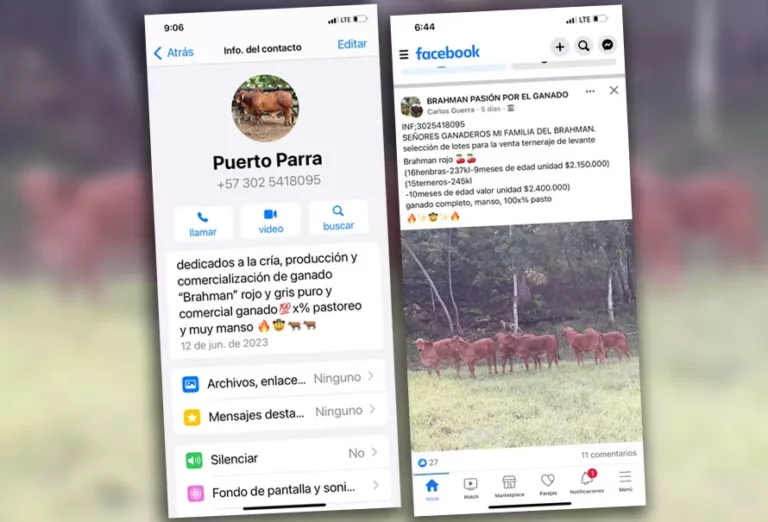 Internacional: Ganaderos son víctimas de estafa al tratar de comprar ganado visto en redes