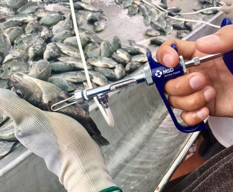 Manejo y control estratégico de iridovirosis en granjas de tilapia