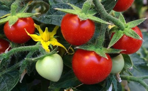 Internacional: Un sistema inteligente detecta 10 enfermedades del tomate a través de imágenes