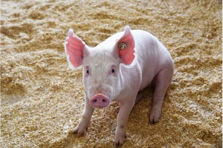 Internacional: Nuevo tratamiento preventivo para el virus porcino podría ahorrar miles de millones a los ganaderos