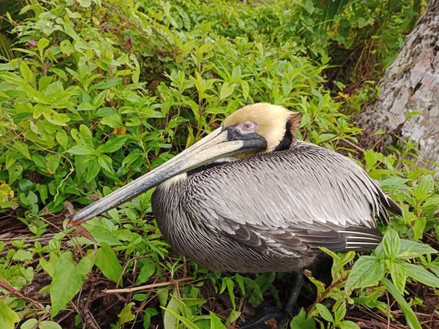 Internacional: Nuevo foco de influenza aviar de alta patogenicidad en aves silvestres, detectado por el ICA en el departamento del Cauca