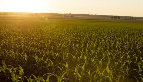 Internacional: Precios de soja y maíz suben por calor extremo y el resultado de revisión de cultivos