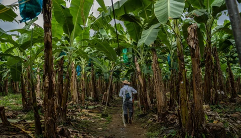 Internacional: Productores denuncian crítica situación por problemas de seguridad en zona bananera
