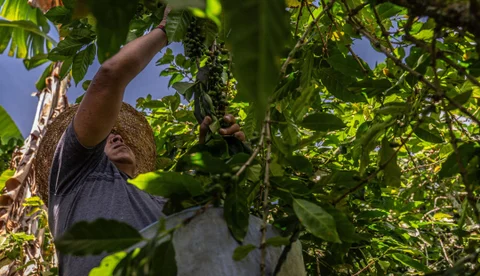 Internacional Colombia: La producción de café aumentaría 20% en su cosecha con agricultura regenerativa