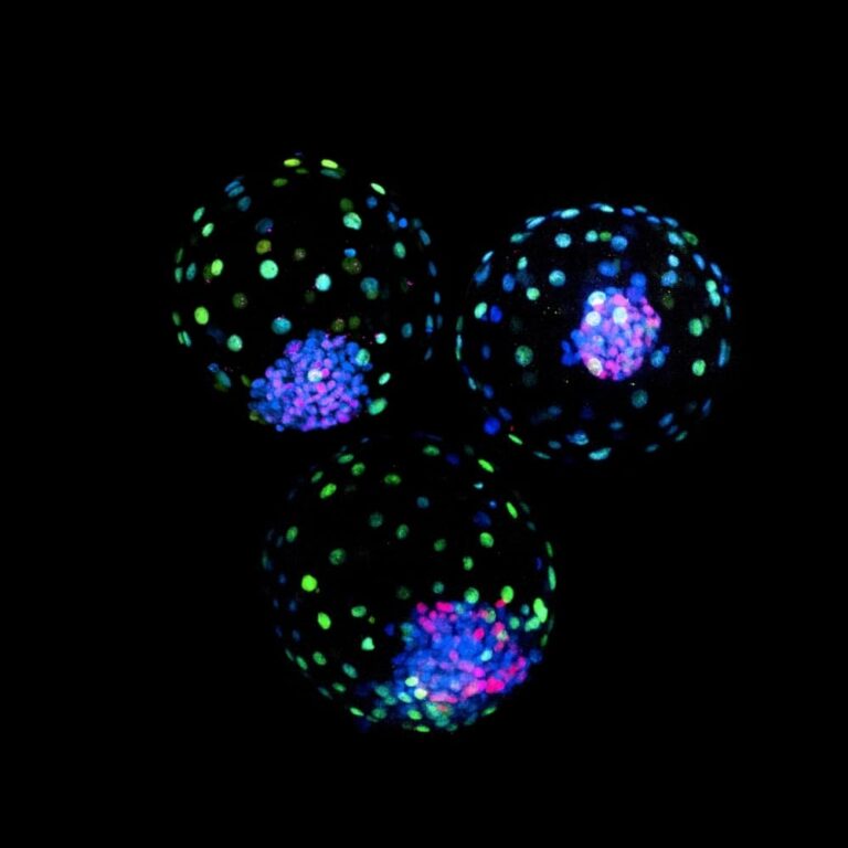 Una investigación con participación brasileña es la primera en generar modelos de embriones bovinos