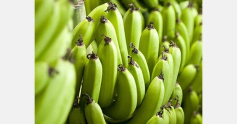 Internacional: La mayor productora de banano de Australia sale a la venta por 180 M$