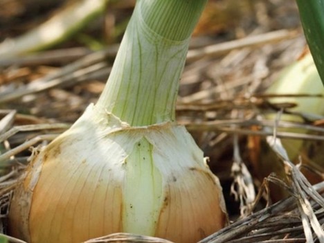 Internacional: Gran cantidad de cebollas amarillas y escasez de cebollas blancas en el mercado