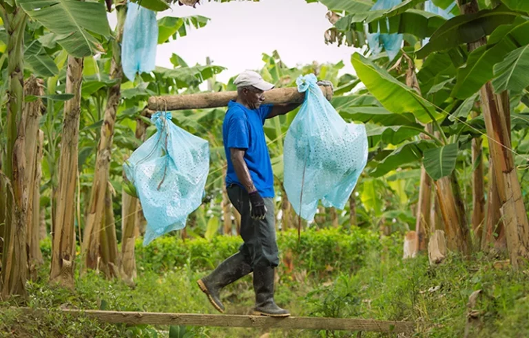 Internacional: Nuevo acuerdo laboral beneficiará a bananeros colombianos