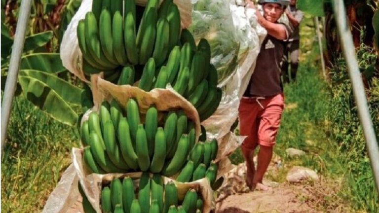 PERÚ: Promueven la producción de cultivos alternativos en reemplazo del banano orgánico