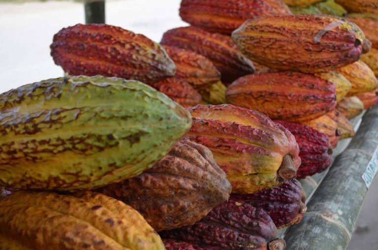 El precio del cacao se desploma, ¿qué hay detrás de la vertiginosa caída?