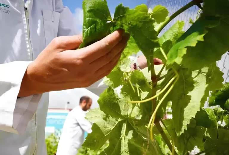 ¿Qué son los bioestimulantes y cómo contribuyen a la seguridad alimentaria?