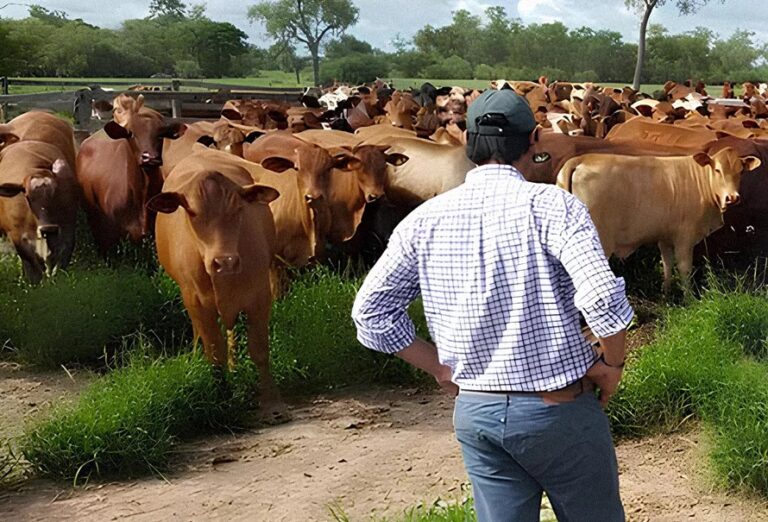 6 factores que inciden en la administración y rentabilidad de su finca