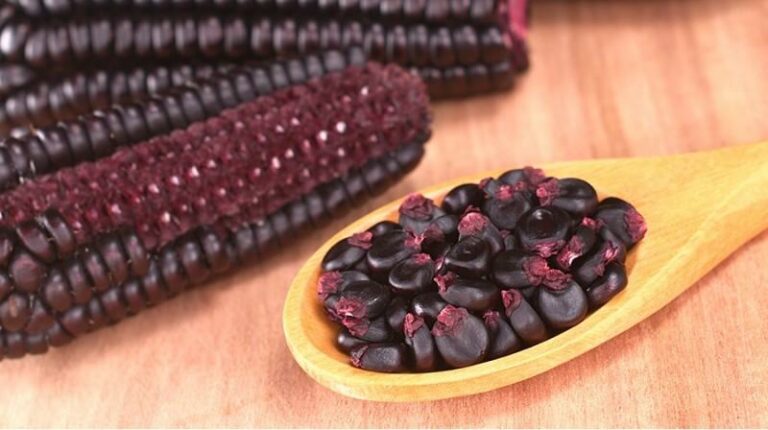 Internacional Perú: Exportaciones de maíz morado suman US$ 810 mil en primer semestre de 2023