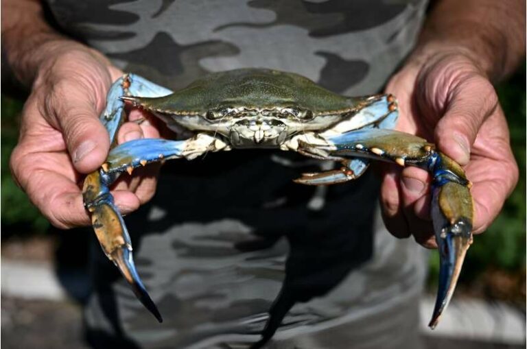 Los criadores de almejas de Italia temen una ‘invasión’ de cangrejo azul