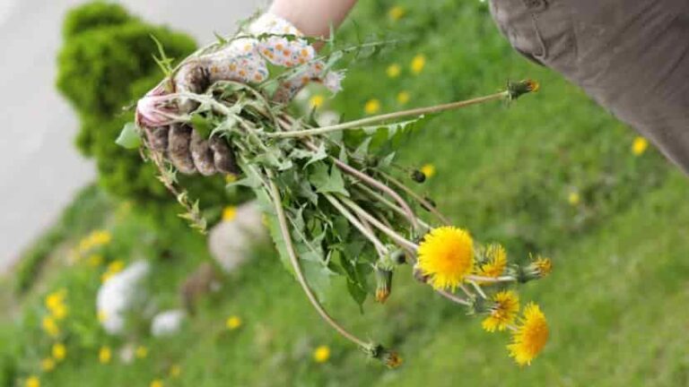 Matemáticas contra malezas: Modelo de dinámica poblacional y evolución de la resistencia a herbicidas en malezas perennes