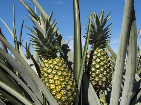 Internacional: La piña carbono neutral producida en Costa Rica es finalista en premios mundiales de sostenibilidad